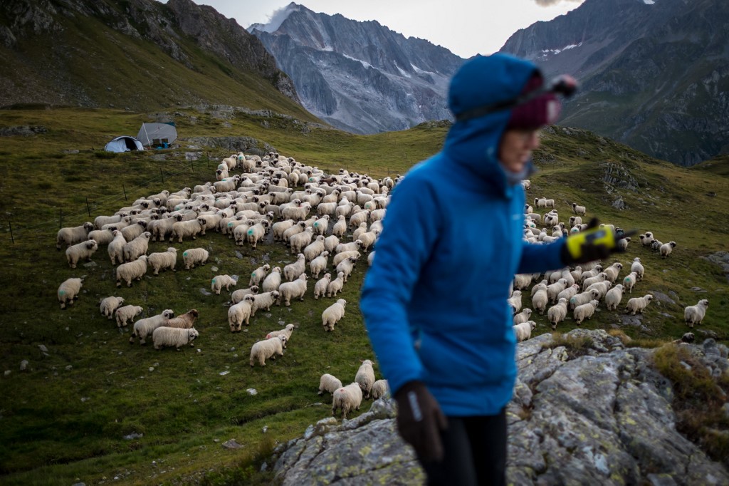 Volunteer of a monitoring programme by Swiss NGO "OPPAL" to watch livestock against wolf, Aliki Buhayer-Mach gathers sheep in Pontimia Pasture in the Swiss Alps on August 9th, 2023.