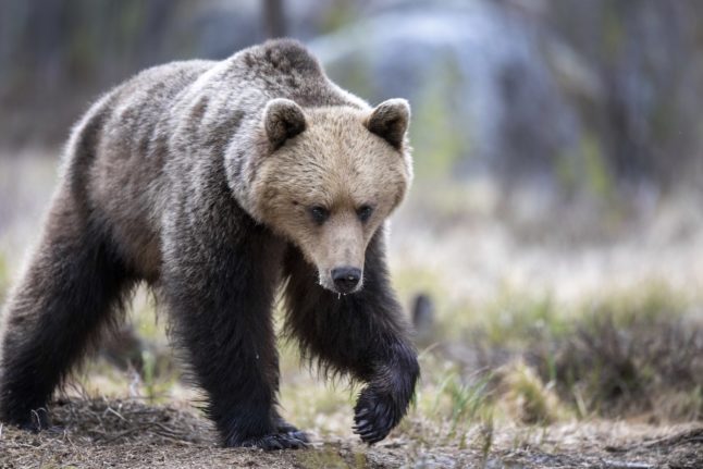 EXPLAINED: What to do if you meet a bear in Sweden’s forests