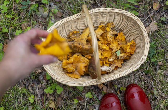 ‘Explosion’ of mushrooms in Swedish forests after wet weather