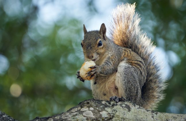 A squirrel eats a nut in the forest. The phrase “the squirrel feeds itself laboriously” is a popular saying in German.
