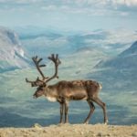 Norway in bid to prevent expensive reindeer escapes into Russia