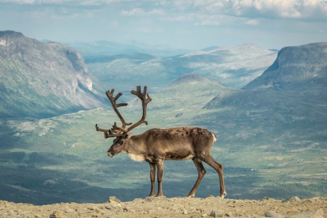 Norway in bid to prevent expensive reindeer escapes into Russia