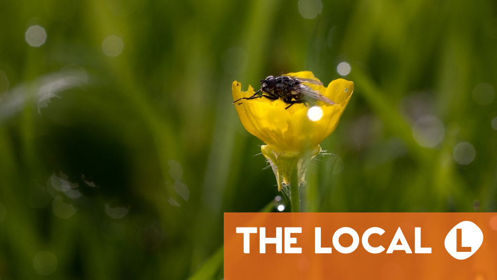 Will Spain's biting 'black fly' wreak havoc in France? timenews