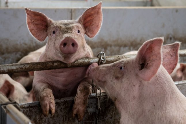 France pushes for more factory farming in food U-turn