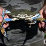 Why Italy is spending €2.9 million on fighting a blue crab ‘invasion’