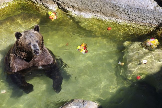 A brown bear is seen in a pool as he is given frozen fruit at Rome's Bioparco zoo in this 2008 photo.