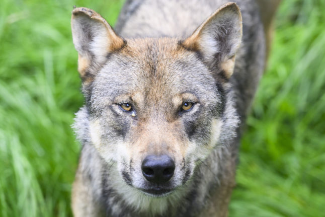 Why Germany is debating a plan to cull more wolves