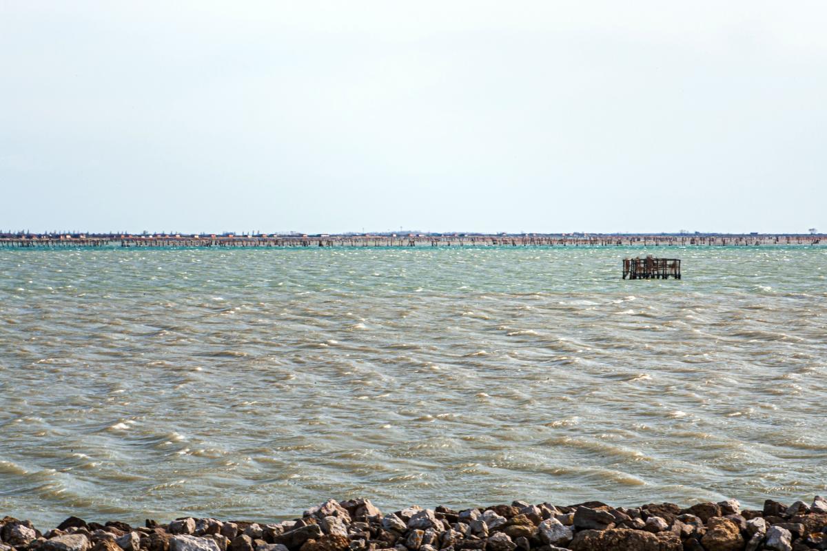 Italy's clam farmers fear blue crab 'invasion'