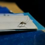 ‘Put a drop of detergent in the water’: How to deal with mosquitoes in France?