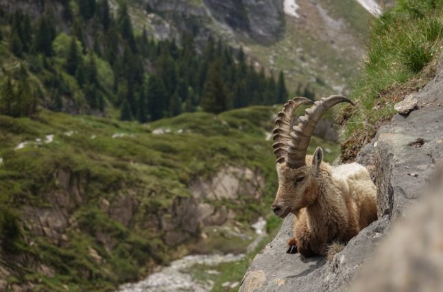 Ibex