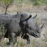 Zookeeper killed by rhino at Salzburg zoo
