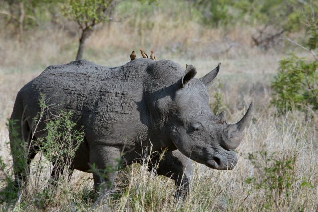 Zookeeper killed by rhino at Salzburg zoo