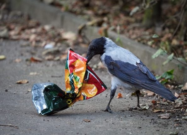 A crow pecks at an empty bag of crisps on the streets of Berlin
