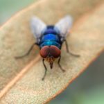 La mosca: Eight buzzing Spanish expressions to do with flies