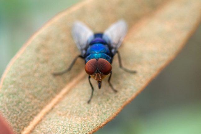 La mosca: Eight buzzing Spanish expressions to do with flies