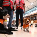 Paw patrol: dogs soothe nerves at Berlin’s ‘cursed’ airport