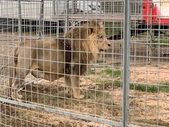 Is it legal for circuses in Italy to use animals?