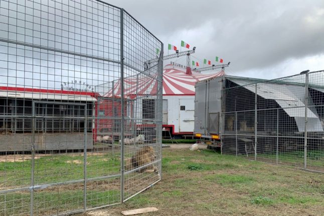 Italian circus says escaped lion ‘posed no risk’