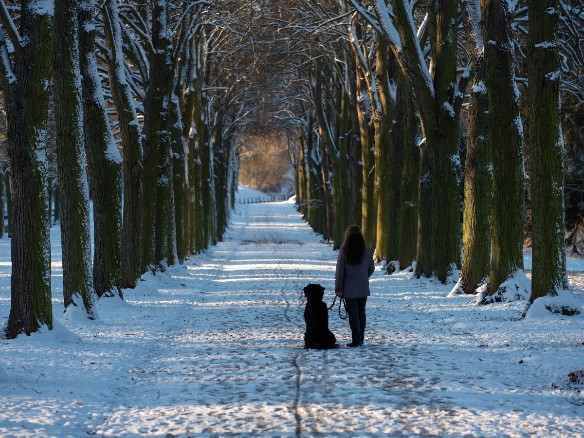 A person walks their dog int he snow in Potsdam. 