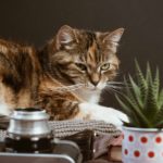 10 ways you will accidentally annoy your German neighbours