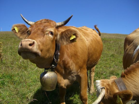 Why a Swiss village is refusing to ban cowbells despite noise complaints