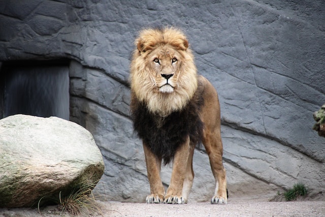 Circus lion escapes in Italian seaside town