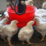 Amid global climate breakdown, French farmer bets on chicken
