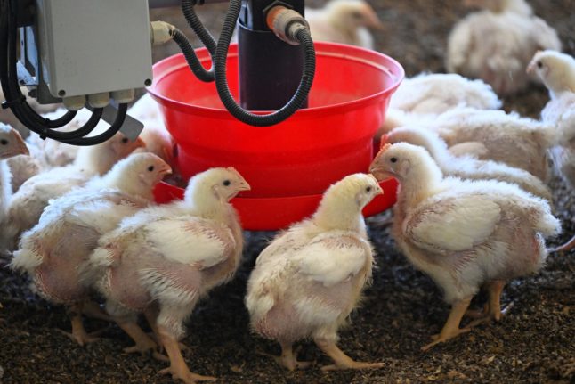 A French poultry farmer has suggested that chickens may provide the answer to solving the climate crisis.
