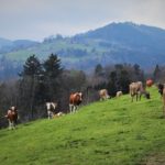 What are Austria’s guidelines for hiking near cows after walker killed?