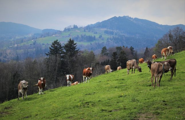 What are Austria’s guidelines for hiking near cows after walker killed?