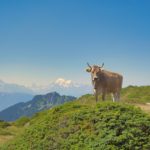 What makes Switzerland’s Alpine pasture season worthy of global recognition?