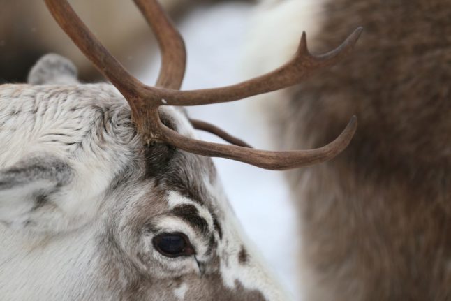 Pictured is a close up of a reindeer.