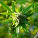 Anglo-French community fights Dordogne medical cannabis farm plan
