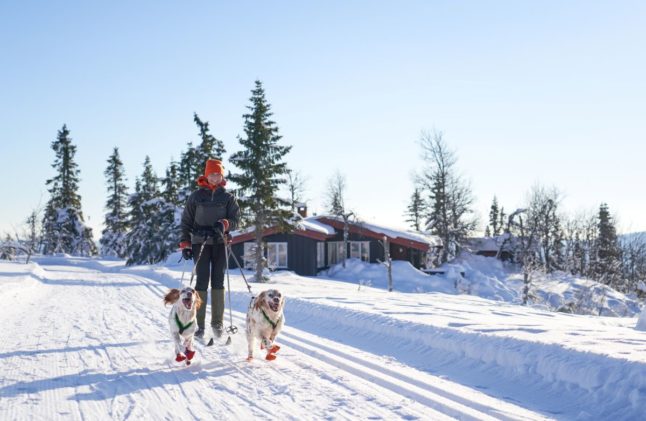 Pictured is a Norwegian woman cross-country skiing with dogs.