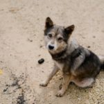 What to do if you find an abandoned dog or cat in Spain
