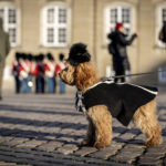 TELL US: What’s it like owning a dog in Denmark?