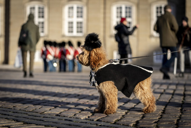 TELL US: What's it like owning a dog in Denmark?