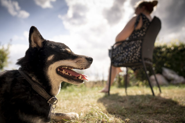 ‘Welcome but expensive’: Is it worth having a dog in Denmark?