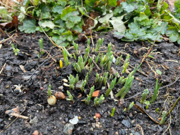 Reader photo of the week: Are these Sweden's first signs of spring?