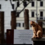 Did you know…? Rome’s cats have special protected status