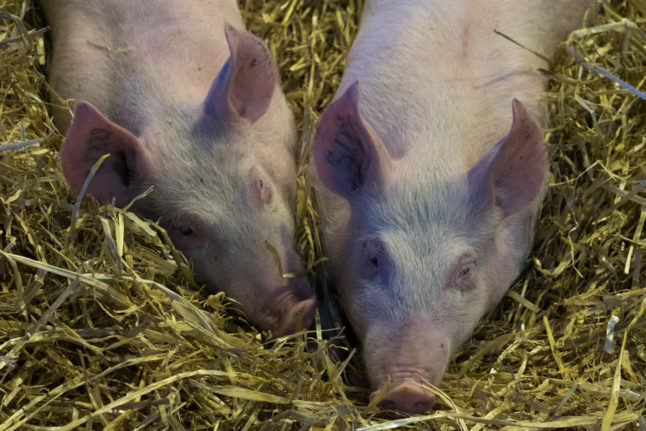 Barmaid becomes France’s first pig pedicurist