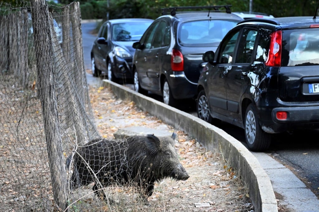 Wild boar, Rome