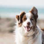 What are the rules for dog owners in Denmark?