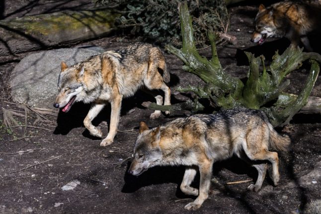 Two wolves killed by traffic in rural Denmark
