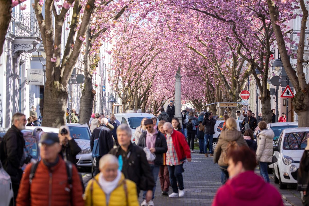 cherry blossoms Bonn