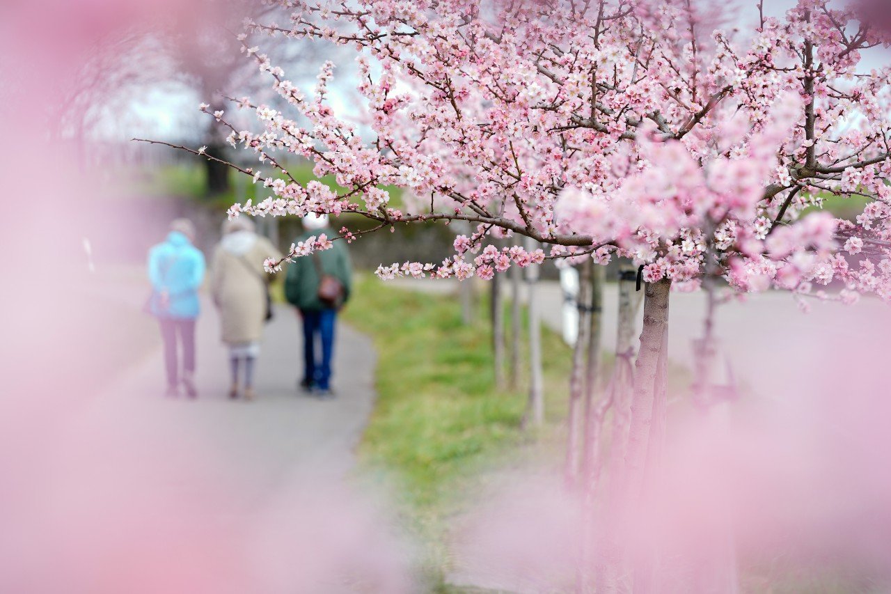 Cherry blossom Germany