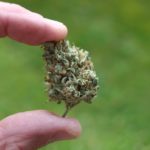 OPINION: New cannabis law in Germany isn’t dangerous – it’s common sense