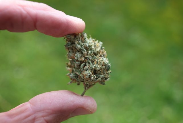 Germany gives green light to partially legalise cannabis from April