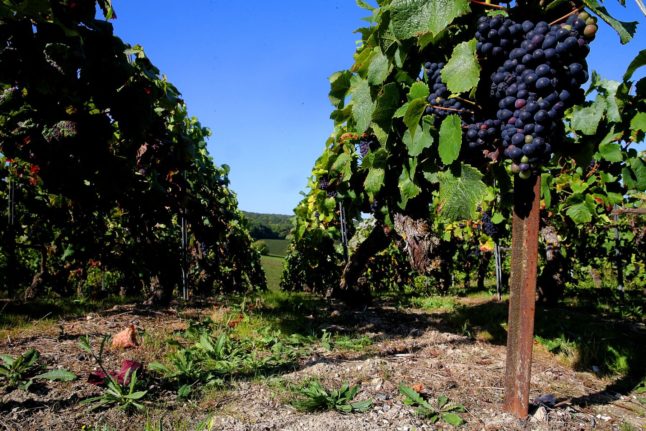 French and Italian wines set to lose out to British vineyards, claims study