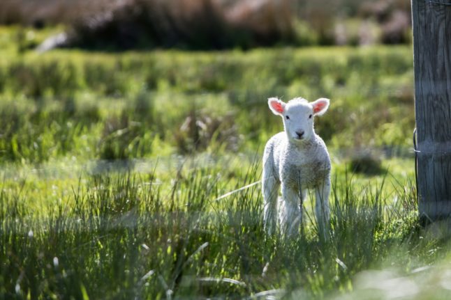 Pictured is a lamb.